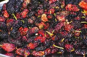 mulberries anti cancer