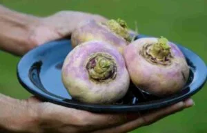 turnip in pregnancy