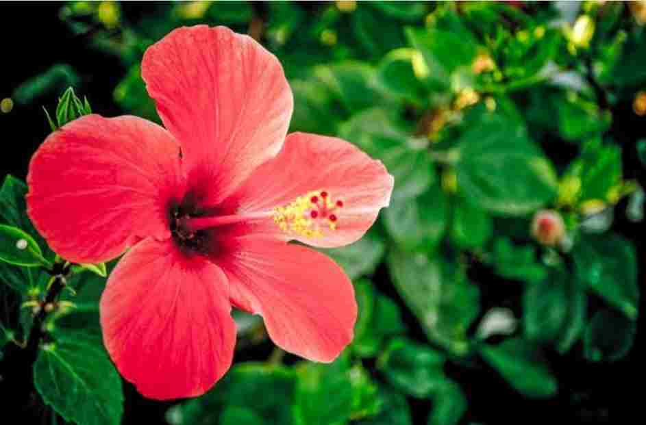 Ayurvedic Uses of Hibiscus Flower for Overall Health