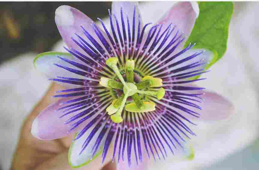 Ayurvedic Uses Of Passion Flower
