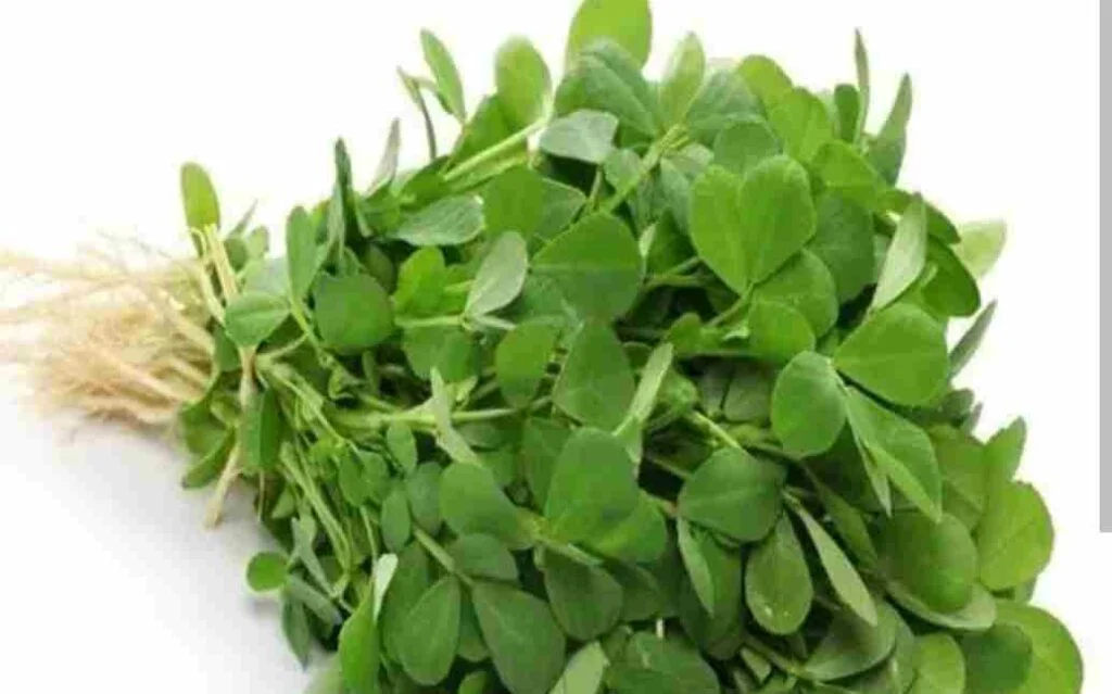 Health Conditions When Fenugreek leaves Should Not Eat